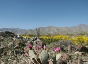 Desert Wildflowers in Southern Santa Rosa's