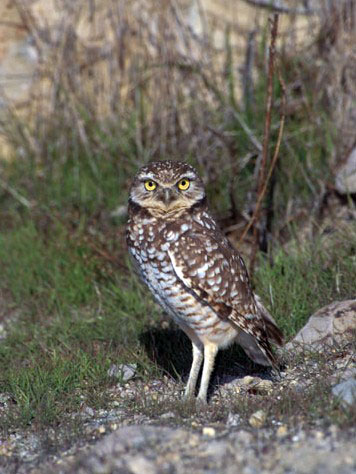 Photo of Burrowing Owl