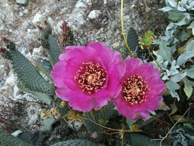 Photo of Beavertail Desert Cactus Bloom