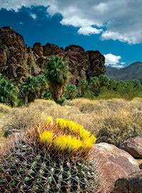 Photo of blooming cactus in Andreas Canyon