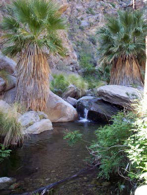 Photo of Murray Canyon Palm Oases