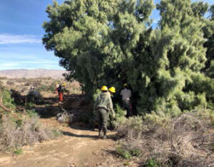 Photo of workers Partnership Tamarisk Removal Project