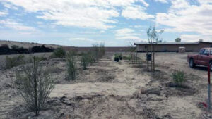 Photo of Torres Martinez (TM) Wetlands Restoration Project