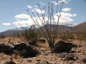 Photo of ocotillo bush